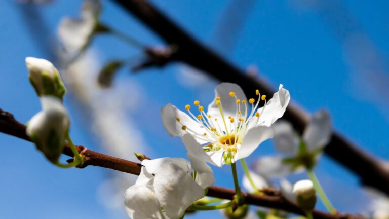 Why Does The Earth Have Seasons?