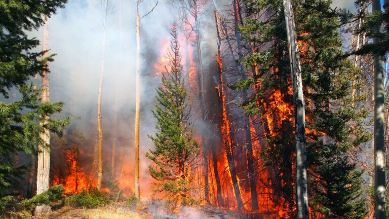 How Wildfires Impact Our Weather and Air Quality