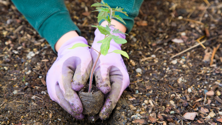 Gardening Essentials For Successful Growing