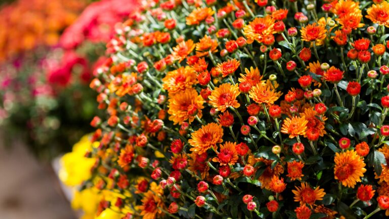 Fall Gardening in Coastal Alabama: Preparing to Plant